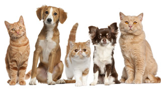Blog_Adopting-a-Pet_5-Ways-to-Prepare-Your-Family-and-Home_2014